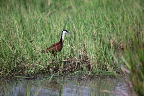 The African Jacana