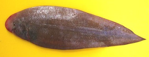 Tongue sole