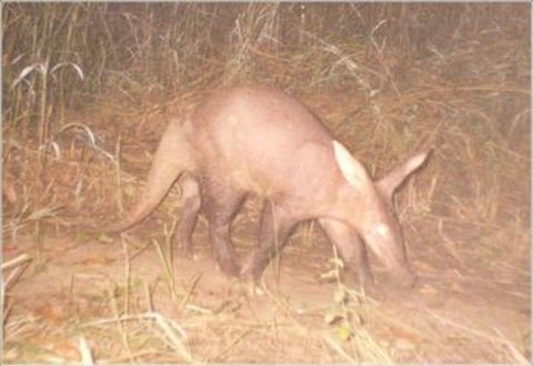 An Aadvark in Mole National Park