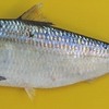 Flat sardinella