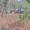 Group of animals in Mole National Park