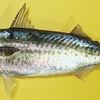 Mackerel