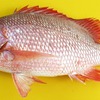 Red Snapper