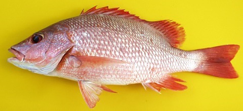 Red Snapper