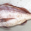 Seabream