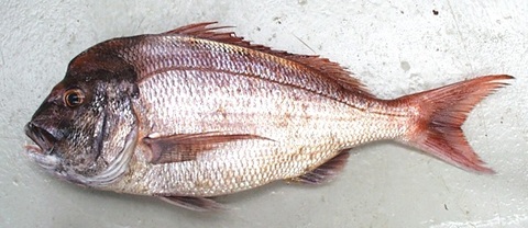 Seabream