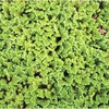 Azolla filiculoides (Water Fern)