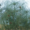 Cyperus papyrus (Papyrus reed)