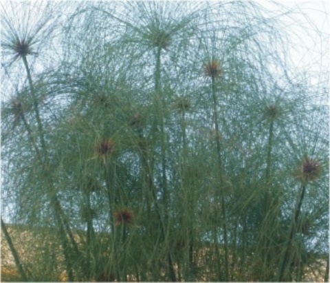 Cyperus papyrus (Papyrus reed)