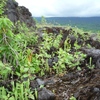 Samples of flora in Ghana