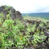 Samples of flora in Ghana