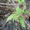 Samples of flora in Ghana