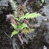 Samples of flora in Ghana