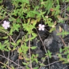 Samples of flora in Ghana