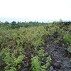 Samples of flora in Ghana