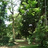 Samples of flora in Ghana