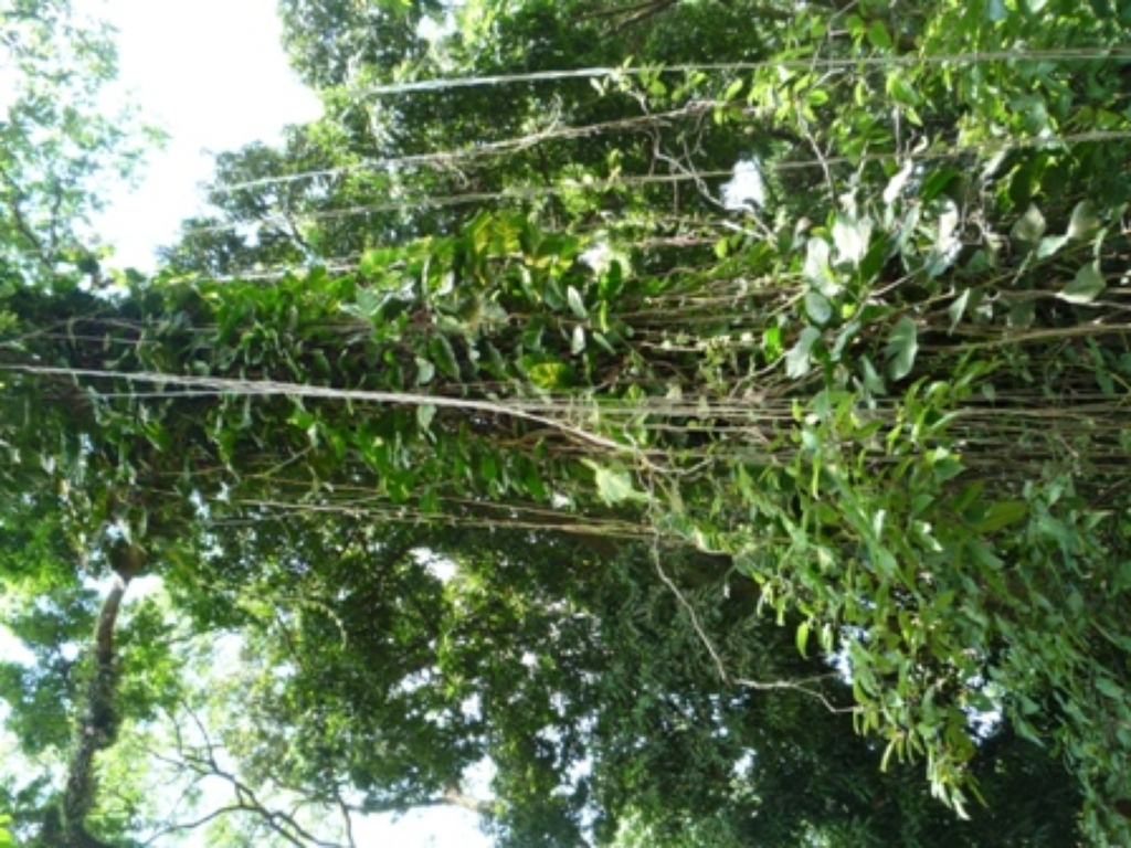 Samples of flora in Ghana