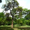 Samples of flora in Ghana