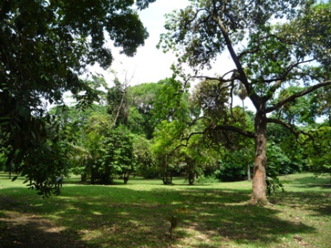 Samples of flora in Ghana