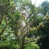 Samples of flora in Ghana