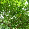 Samples of flora in Ghana