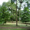 Samples of flora in Ghana