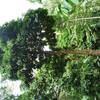 Samples of flora in Ghana