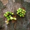 Samples of flora in Ghana