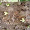 Samples of flora in Ghana