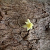 Samples of flora in Ghana