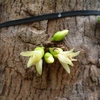 Samples of flora in Ghana