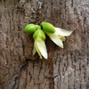 Samples of flora in Ghana