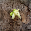 Samples of flora in Ghana