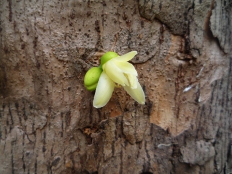 Samples of flora in Ghana