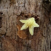 Samples of flora in Ghana