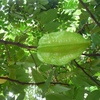 Samples of flora in Ghana