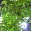 Samples of flora in Ghana