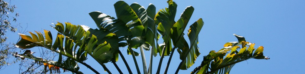 arbre voyageur