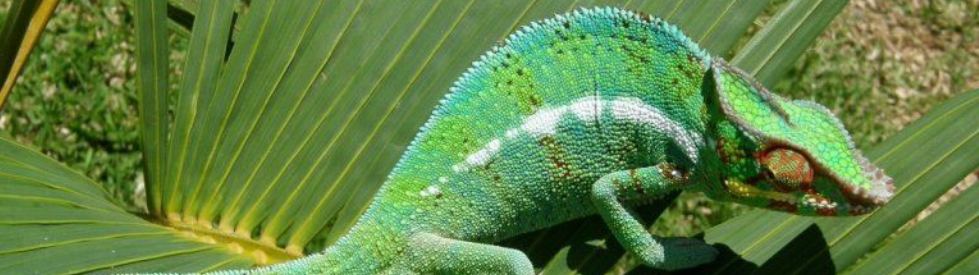 cameleon_vert