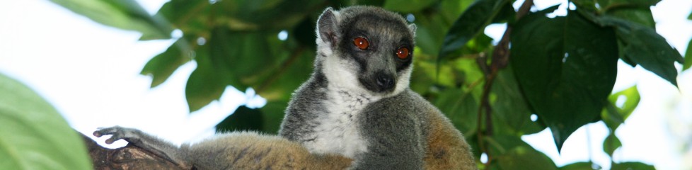 lemur1