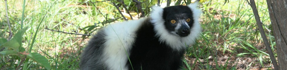 lemur2