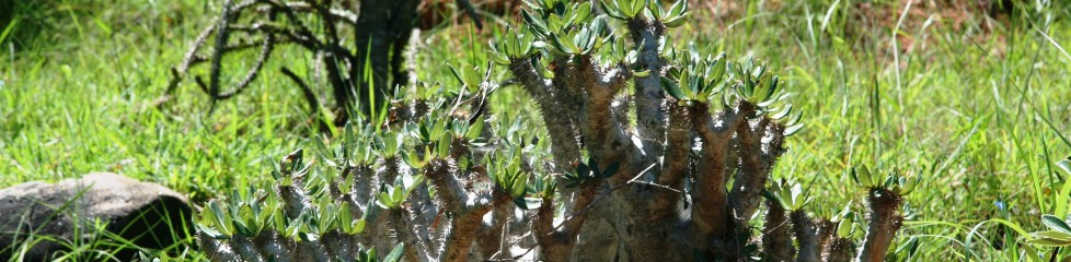 pachypodium