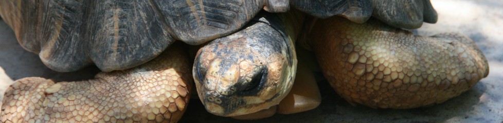 tortue